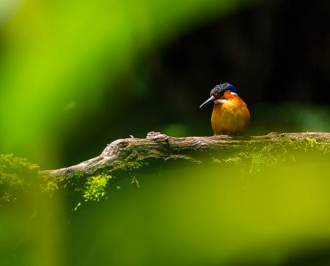 a madagascar kingfisher