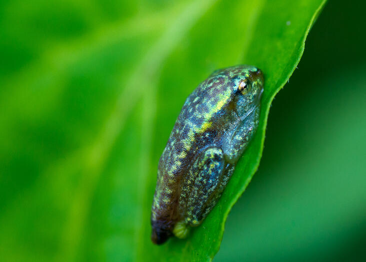madagascar reed frog